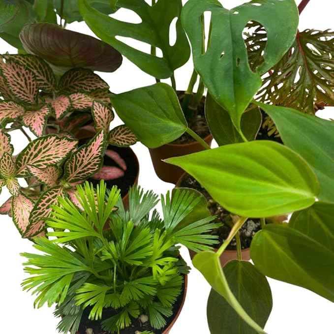 BubbleBlooms Premium Foliage Assortment, Colorful Fern Set, 6 Different House Plants, in 2 inch pots