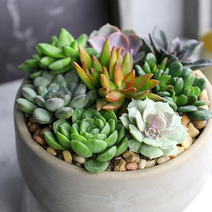Live Succulents Plants Bulk Plant Tray (50 Pack), Indoor Houseplants, in Cactus and Succulent Soil Mix, Kit Gifts by for Pets, Black