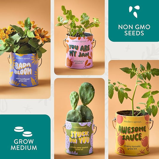 Modern Sprout Complimentary Color Grow Kits (Pack of 4) - Gift for Plant Lovers - Seed Starter Kit - Includes Organic Strawberry Tomato Sunflower & Cactus Seeds - Gardening Gifts that Grows with Love