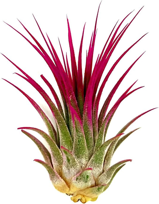 ragnaroc Air Plants - Tillandsia Ionantha, Regular 2-3" - 1ct - Organically Enhanced Color - Live Arrival Guaranteed - House Plants for Home Decor & Gift, Miami Pink