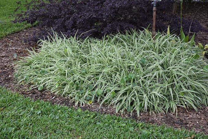 Variegated Spider Plant, Live Indoor Houseplant, 2-Inch Grow Pot, Set of 3, Air Purifying, Low Light