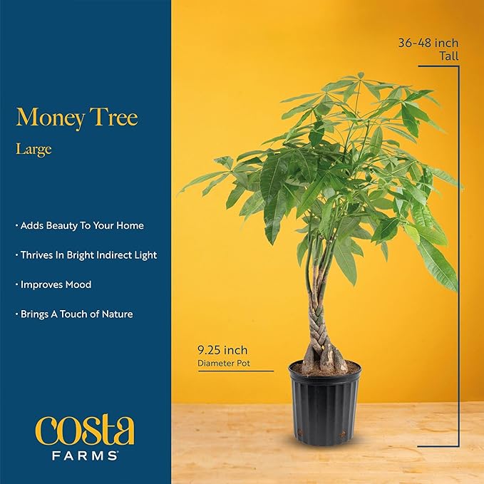 Costa Farms Live Money Tree (Pachira Aquatica), 3-4 Feet Tall, Large Indoor Plant with Braided Trunk, Easy Care Floor Plant in 10-Inch Plant Pot, Pet Friendly Housewarming Gift & Office Decor