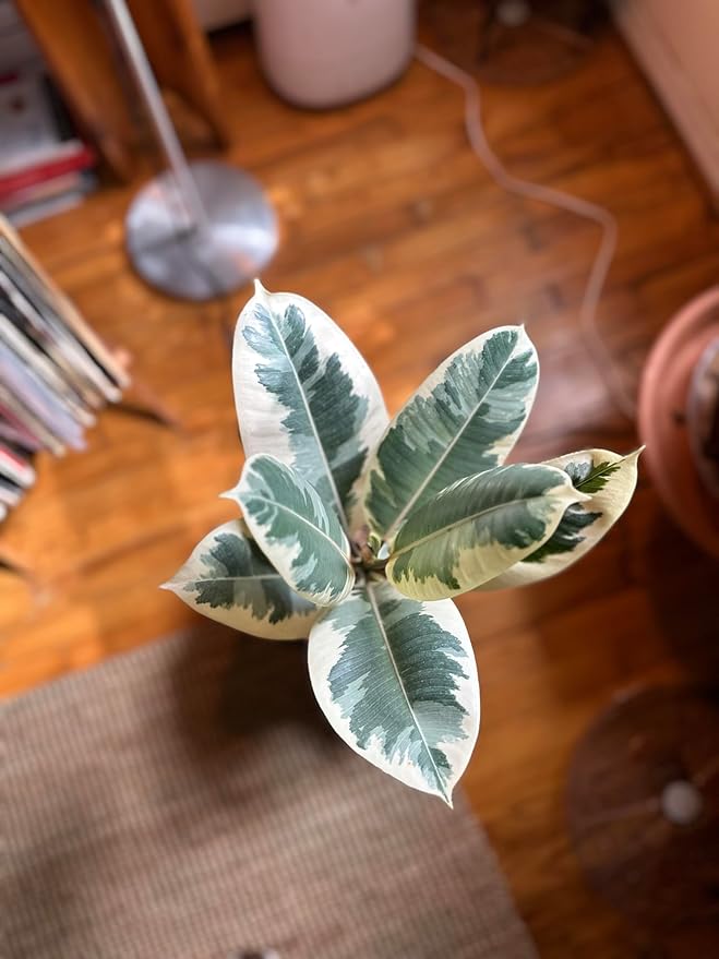 4" Ficus Elastica ‘Tineke’ – Live Indoor Houseplant | Variegated Rubber Plant – Easy Care, Air Purifying