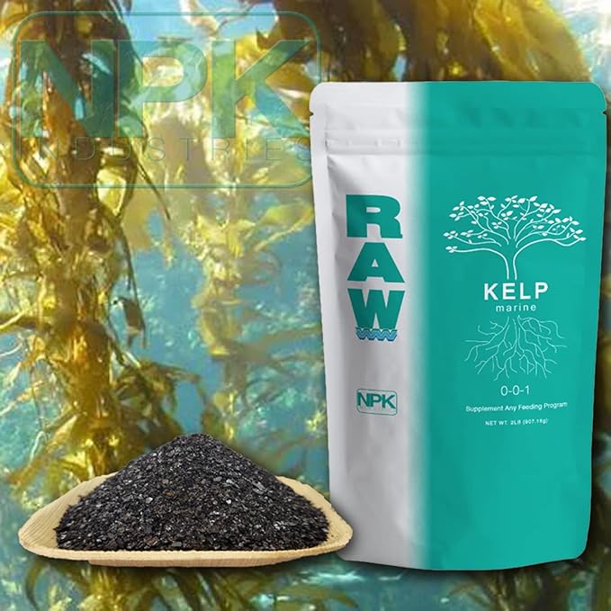 RAW Kelp – Premium Ocean-Derived Kelp Extract