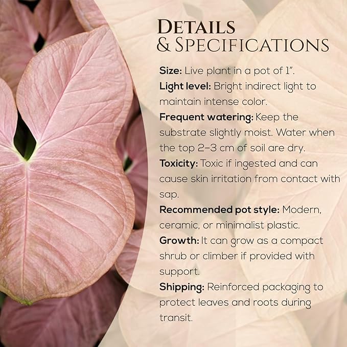 Syngonium Neon Robusta Plant (4 Pack) Live Starter Plants, Pink Arrowhead Vine Houseplants, Easy Care Indoor Tropical Plants Live, Colorful Foliage Plants