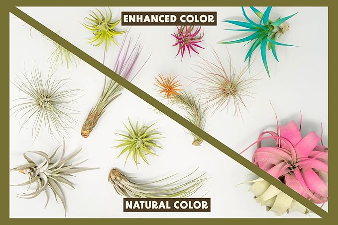 Fuchsia Colorful Tillandsia Air Plants - Long Lasting Color Enhanced Live Tillandsia Succulent House Plants - Home and Garden Decor - Easy Care Indoor/Outdoor Plants (Argentea Thin, Single)