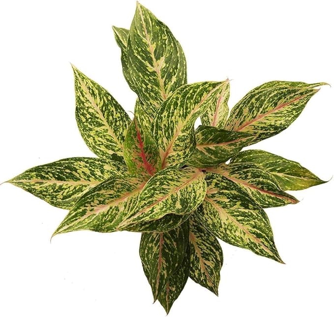 American Plant Exchange Aglaonema Sparkling Sarah – 6-Inch Pot – Live Air Purifying Chinese Evergreen Plant, Variegated Easy Care Foliage for Stylish Home or Office Decor