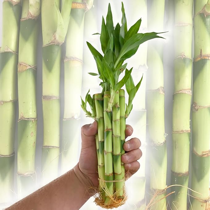 Lucky Indoor Bamboo - Live Plants - Ships Bare Root - 5-Pack of 8 Inch Straight Stalks - Air Purifying Feng-Shui Zen Garden Houseplants