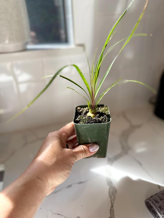 Ponytail Palm (Beaucarnea Recurvata) Live Indoor House Plant in 2-Inch Pot – Low Maintenance, Air-Purifying Plant (2)