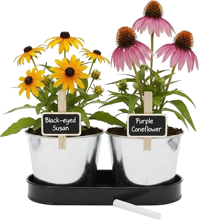 BUZZY Seeds Pollinator Garden Grow Kit with 2 Galvanized Metal Pots, Black-Eyed Susan and Coneflower Seeds, Growing Medium, Plant Markers, Chalk and Easy Instructions, Great Gift for Plant Lovers
