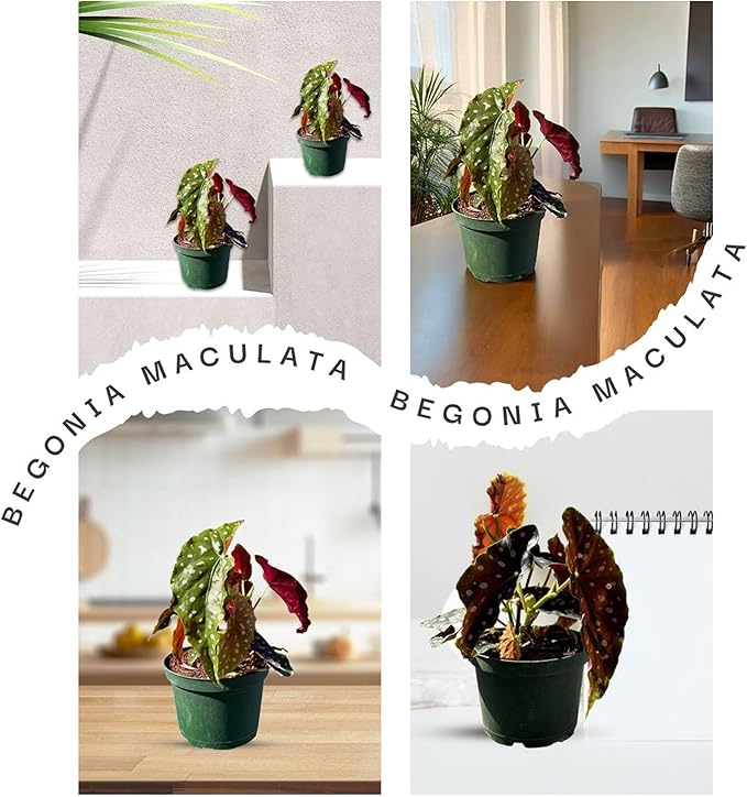 Live Begonia Maculata Plant – Polka Dot Angel Wing Houseplant, Rare Indoor Decorative Foliage, Easy Care Air Purifier for Home or Office (Heat Pack Included)