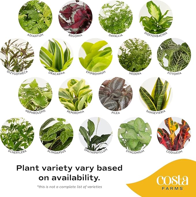 Costa Farms Live Indoor House Plants (3-Pack), Hand Selected Easy to Maintain Indoor Assorted Houseplants in Plant Pots, Curated Air Purifying Mix, Low Light, Home Office Decor Plant Gift