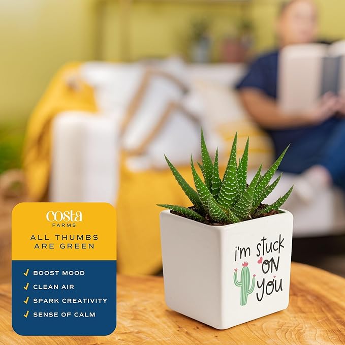 Costa Farms Haworthia Live Plant in Decorative Pot, Easy to Maintain Succulent Indoor Houseplant, Perfect for Home, Room, or Office Decor, Great House Warming or Birthday Gift, 2.75-6 Inches Tall
