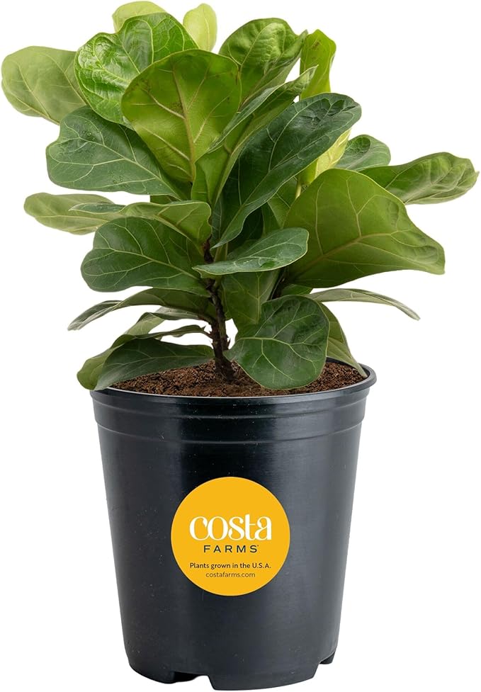 Costa Farms Little Fiddle Leaf Fig, Live Indoor Ficus Lyrata Plant in Nursery Plant Pot, Houseplant in Potting Soil, Housewarming, Birthday Gift, Office, Home, and Room Decor, 1 Foot Tall