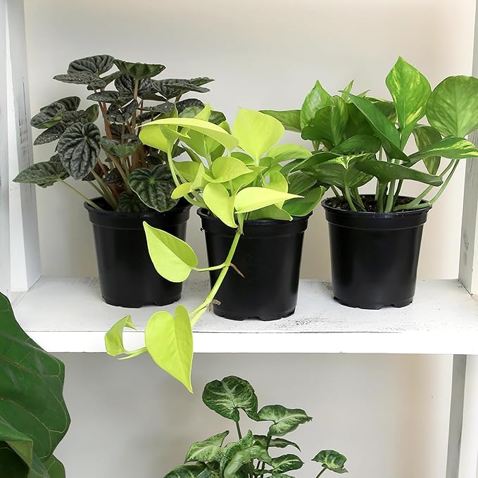 Altman Plants, Classic Houseplant Collection (4PK) Live Plants Indoor Plants Live Houseplants in Plant Pots, Easy House Plants Indoors Live, Snake Plant, Pothos in Potting Soil, Clean Air Plants