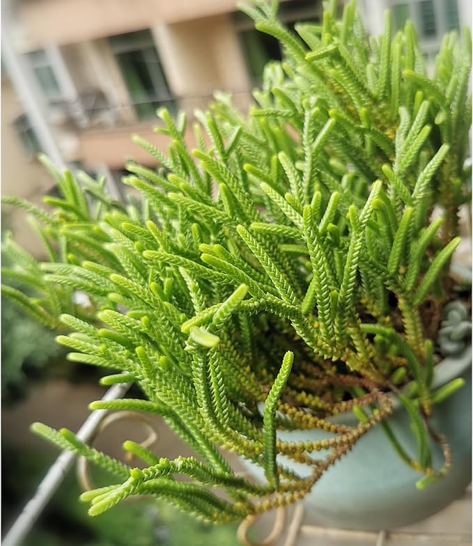 Sprout N Green Watch Chain, Live Crassula muscosa Succulent Plant Fully Rooted in 4" Pot, Home Office Indoor Outdoor Wedding Decoration DIY Projects Party Favor, Easy to Care, Keep Away from Pets
