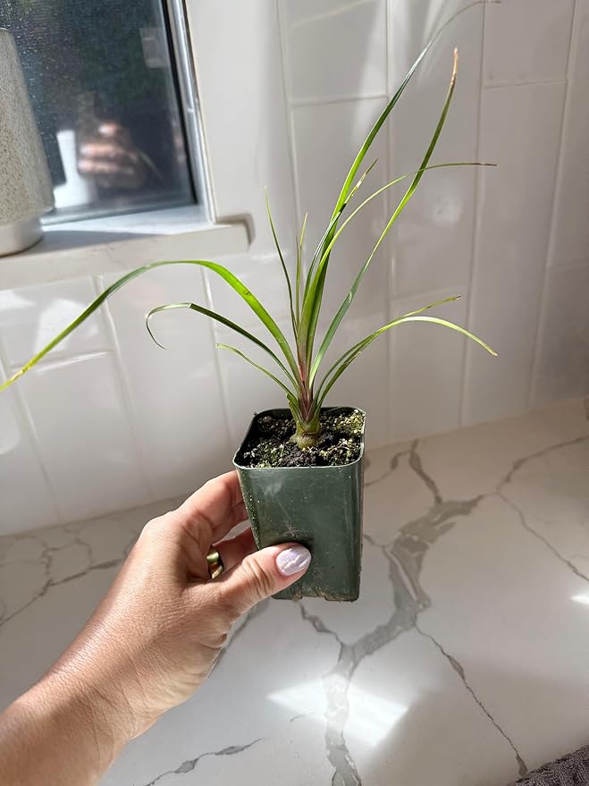Ponytail Palm (Beaucarnea Recurvata) Live Indoor House Plant in 2-Inch Pot – Low Maintenance, Air-Purifying Plant (1)