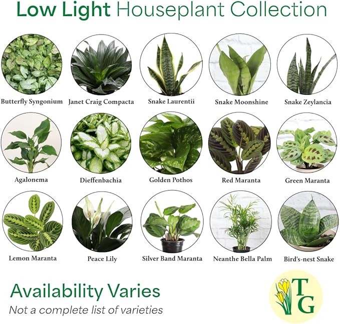 Thorsen's Greenhouse Live Low Light Houseplants (3 Pack), Easy to Grow Indoor Plants, Grower's Choice Bundle, 4-inch Diameter Established Plants, Decorative Lavender Ruffled Pot (3-Pack)
