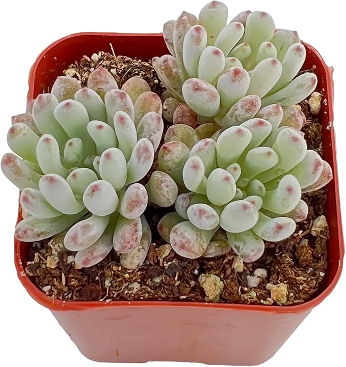 2" Live Succulent 'Bluebean', Mini Potted Succulents Plants, Easy Care Indoor Houseplant, Unique Gifts, Home Office Décor