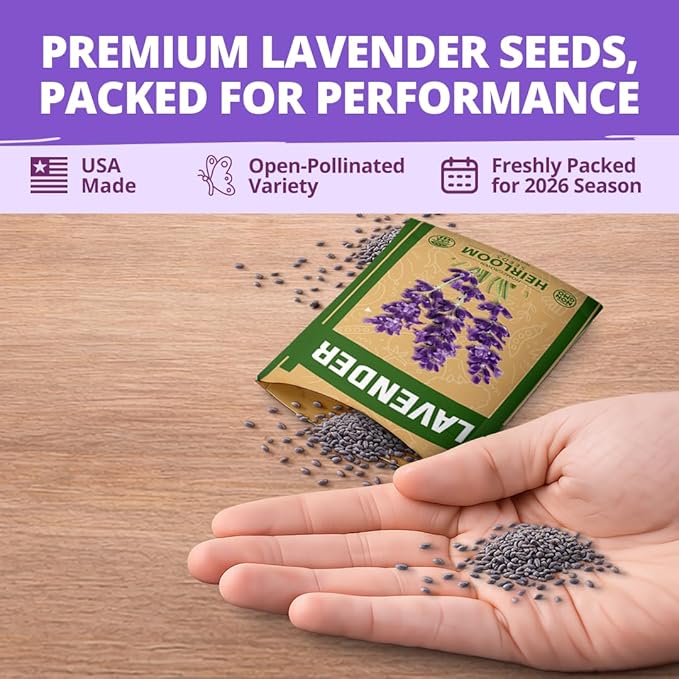 HOME GROWN Non-GMO 'Vera' English Lavender Seeds 1,500+ | True Original Heirloom | Superior Fragrance, Extreme Cold Hardy | High Germination Indoor/Outdoor (Lavandula angustifolia)