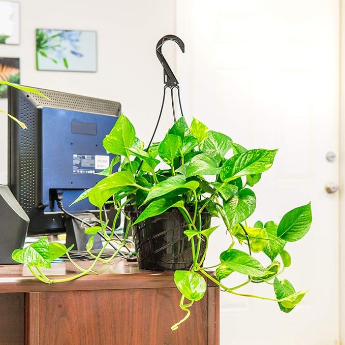 Golden Pothos in 8in Hanging Basket | Extremely Easy to Care for | Perfect for Any Indoor Space