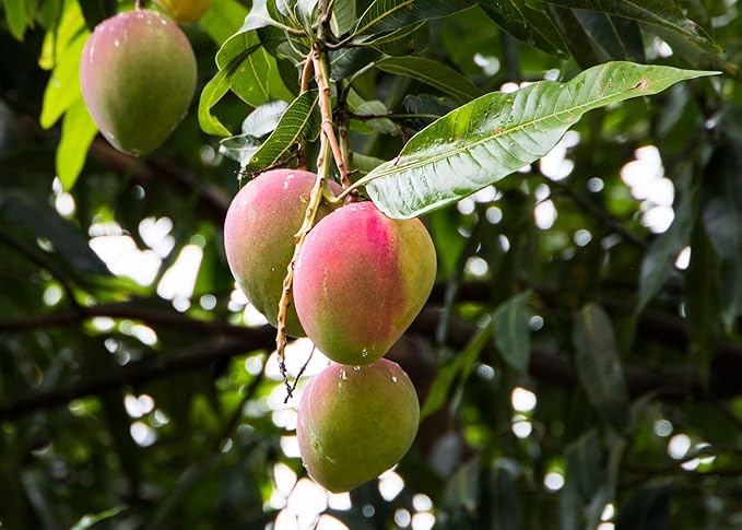 Gardenera Premium Mango Tree Potting Mix - Crafted for Lush Growth and Abundant Mangoes - 1 Quart