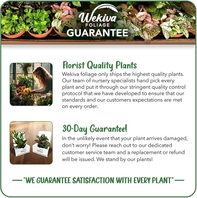 Peacock Plant - 10 Live Plants in 4 Inch Pots - Calathea Makoyana- Beautiful Easy to Grow Air Purifying Indoor Plant