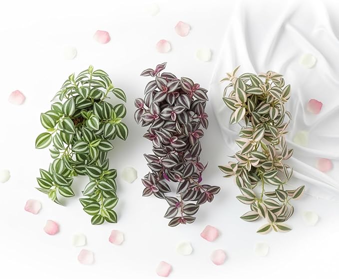 Fake Plants Indoor Artificial Hanging Plants with Pot, Potted Silk Greenery Faux Watermelon Peperomia Ivy Draping Plant for Home Office Desk Living Room Bedroom Wall Shelf Decor (Light, Dark Green)
