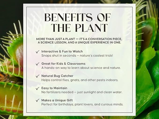 Venus Fly Trap Live Plant with White Ceramic Pot + Carnivorous Plant Soil and Live Venus Flytrap