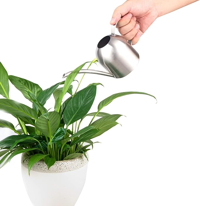 IMEEA Small Watering Can for Indoor Plants, Stainless Steel with Long Spout, 15oz/450ml – Perfect for Desk, Windowsill & Bonsai