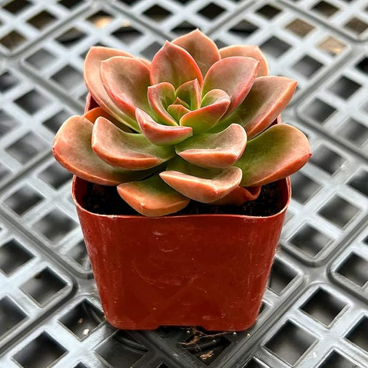 Sprout N Green Echeveria Melaco, Live Mini Succulent Plant Fully Rooted in 2" Pot, House Plant for Indoor Outdoor Home Office Wedding Decor DIY Project Party Favor, Easy to Care, Pet-Friendly