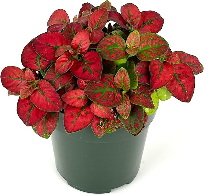 Hypoestes Red Splash Air Purifying Houseplants, 2" Pot