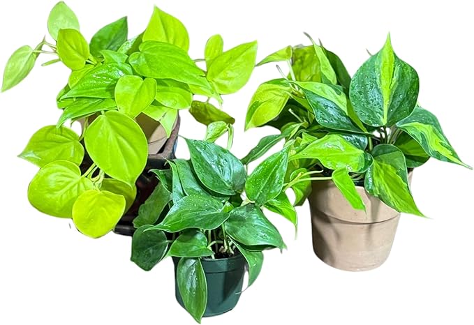 PLANTVERS Set of 3 Philodendron Plants in 4'' Nursery Pots – Brazil, Lemon Lime & Jade Heartleaf Philodendron Varieties – Live Indoor Vining Houseplants – Variegated Easy Care & Air Purifying Plants