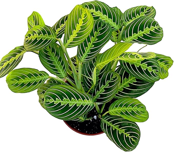 Live Plant, Lemon Lime Maranta Prayer Plant, Pet Friendly, Air Purifying, Easy Care, 12-16 inch Tall, Easy to Grow Rare Indoor Plant, Houseplant, 4 inch Pot by Hopewind Plants Shop