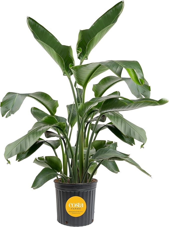 Costa Farms White Bird of Paradise Live Indoor Plant, Strelitzia nicolai, 4-5 Feet Tall Extra Large Tropical Floor Plant, Air Purifying Houseplant, Housewarming Gift or Office Decor