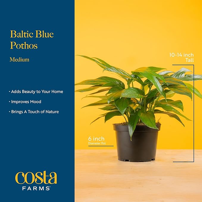 Costa Farms Baltic Blue Pothos Live Plant in Decorative Pot, Air Purifying Indoor Houseplant, Perfect for Home, Room, or Office Decor, Great House Warming or Birthday Gift, 10-14 Inches Tall