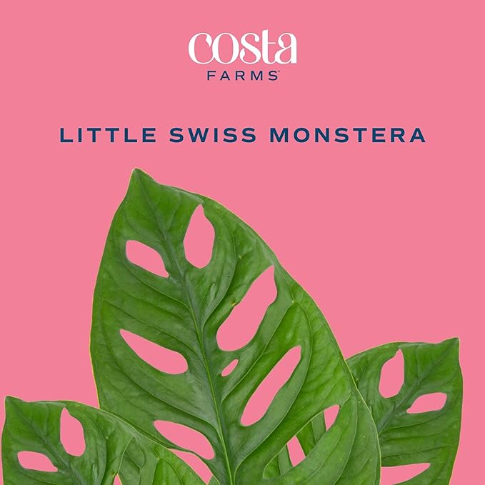 Costa Farms Little Monstera Plant, Easy to Grow Houseplant, Live Indoor Plant Potted in Cute Garden Plant Pot, Potting Soil, Housewarming Gift, Home, Office, and Tropical Room Decor, 12-Inches Tall