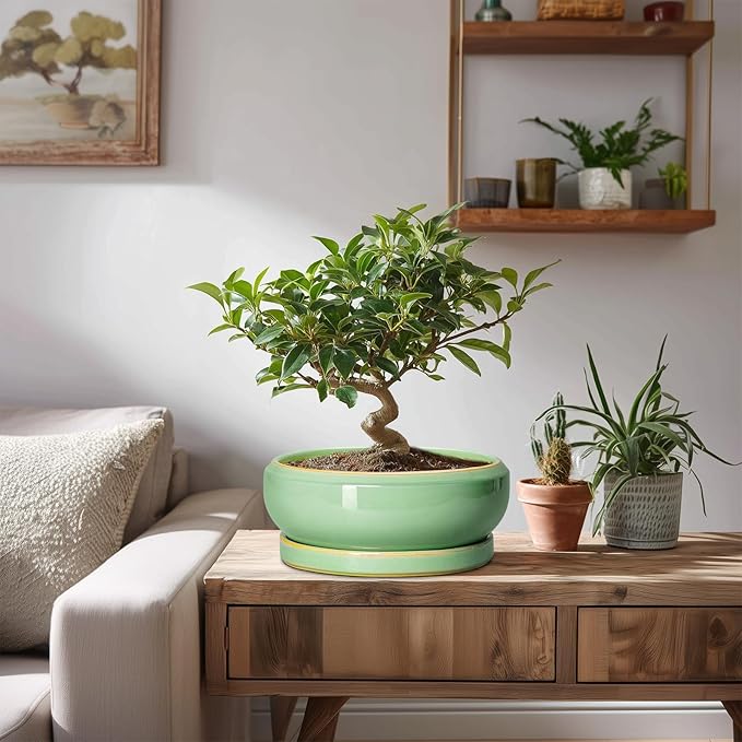 Succulent Planters - 8 Inch Ceramic Bonsai Pots with Drainage Hole and Plant Tray, Round Planter for Indoor Outdoor Plants, Shallow Planter Bowl, Room Decor, Housewarming Gifts, Light Green