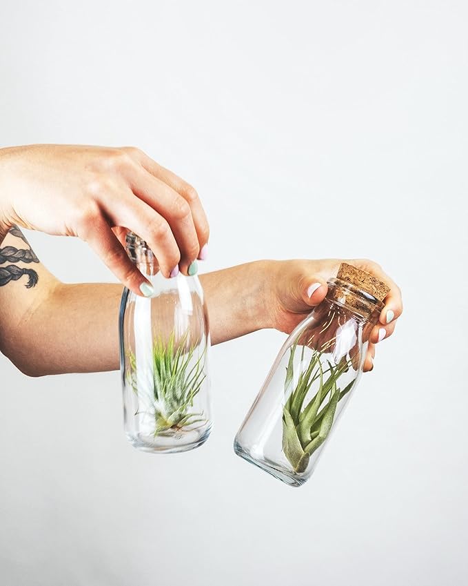 Shop Succulents Bromeliad Collection Hand Selected Variety of Tillandsia Ionantha, Purifying Live Indoor Air Plants