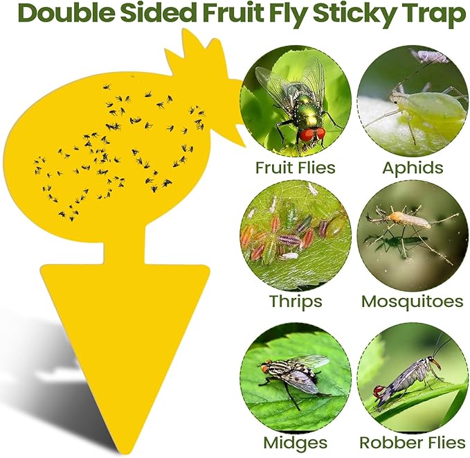 Qualirey 200 Sheets Fruit Fly Sticky Traps for Fruit Fly Gnat Trap for House Indoors Sticky Traps Catcher for Gnats Fungus Gnats Mosquito Catcher Kitchen Outdoor Plants (Fresh Style, Yellow, Green)