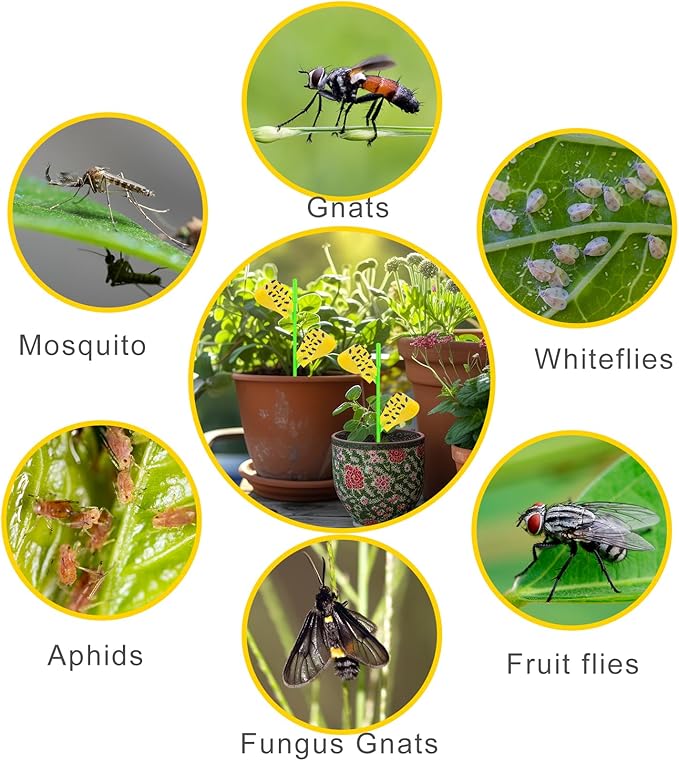Fruit Fly Traps, 60 Pack Yellow Stick Traps, Fungus Gnat Traps, Plant Fly Stickers for Indoor and Outdoor Use Protect The Plant