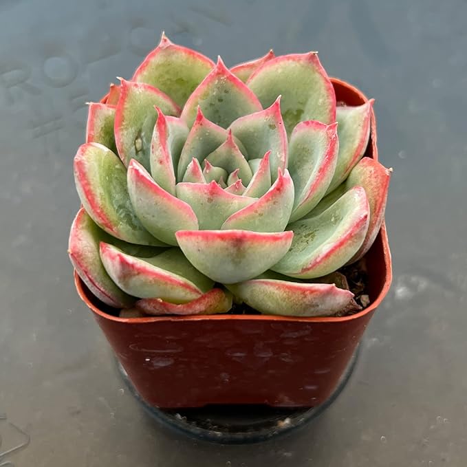 Sprout N Green Echeveria 'Silhouette', Mini Live Succulent Fully Rooted in 2" Pot with Soil Mix, House Plant for Indoor Outdoor Home Office Wedding Decoration Party Favor, Pets Friendly, Easy to Care