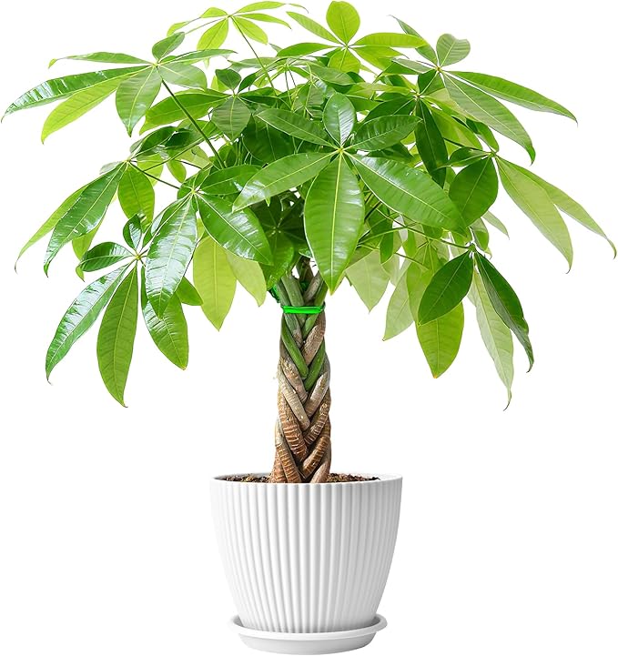 Sprout N Green Small Money Tree with 5 Lucky Braid, Live Plant with White Stripe Pot, Decoration for Indoor Home Office Tabletop Windowsill Side Table, Housewarming Christmas Gift, 8-10" Tall