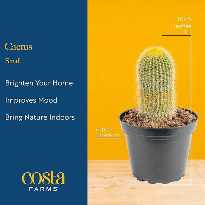 Costa Farms Cactus Live Plants in Plastic Post, Easy to Maintain Succulent Indoor Houseplant, Home, Room, or Office Decor, Great House Warming or Birthday Gift, 4-8 Inches Tall, Pack of 3