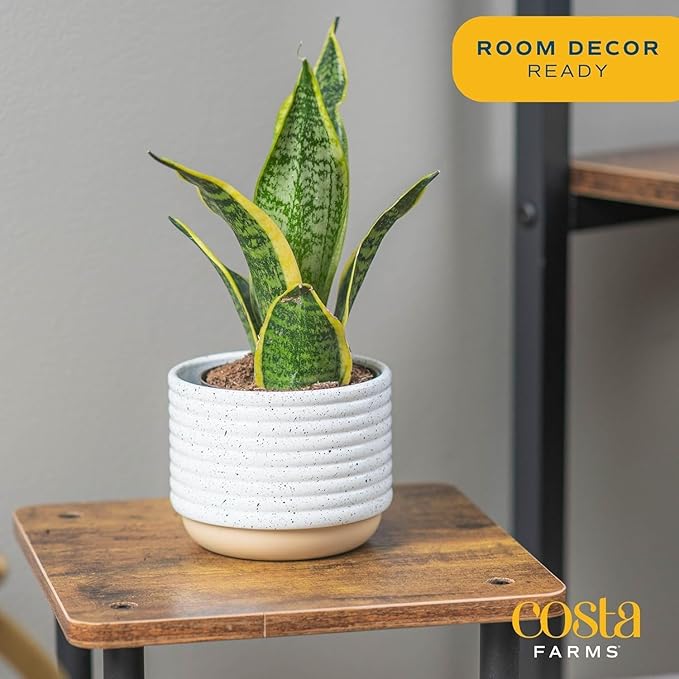 Costa Farms Snake Plants, Live Plants in Plastic Pots, Easy to Maintain, Air Purifying Indoor Succulent Houseplants, Assorted Variety, Home or Office Decor, 8-12 Inches Tall, Pack of 2