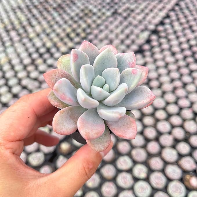 Live Succulent Echeveria 'Mottled Deer', 2 Inch Fully Rooted Potted Plant, Easy Care & Drought Tolerant, Indoor Houseplant for Home Decor