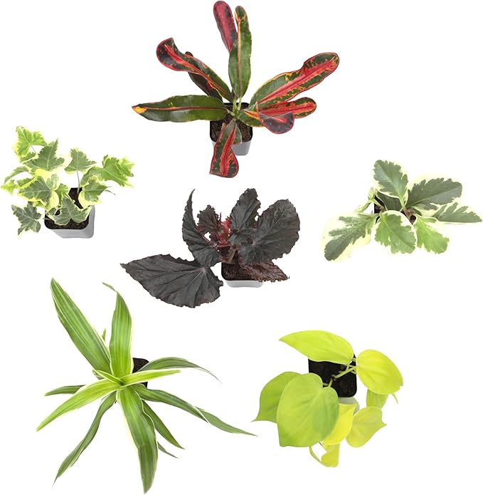 Easy to Grow Houseplants (Pack of 6), Live House Plants in Containers, Growers Choice Plant Set in Planters with Potting Soil Mix, Home Décor Planting Kit or Outdoor Garden Gifts by Plants for Pets