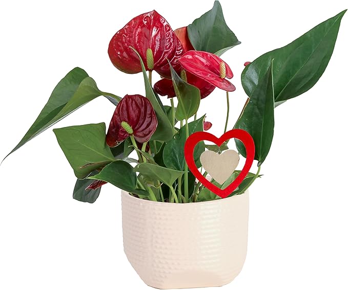 Costa Farms Anthurium, Flamingo Flower Live Plant in Decorative Pot, Air Purifying Flowering Indoor Houseplant, Home, Room, or Office Decor, House Warming or Birthday Gift, 10-14 Inches Tall
