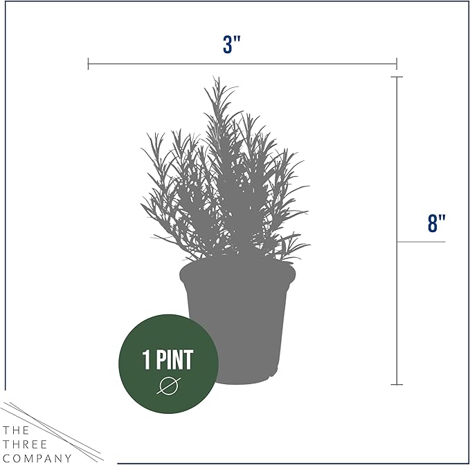 Live Aromatic and Edible Herb - Rosemary (6 Per Pack), Naturally Improves Breathing and Air Quality, 8" Tall by 3" Wide