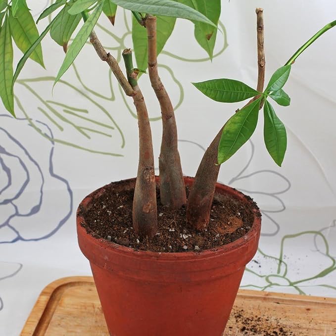 Doter Organic Money Tree Soil Mix 2qt, Indoor Plants Potting Mix for All Potted Money Tree, Grow Healthy houseplants Indoors